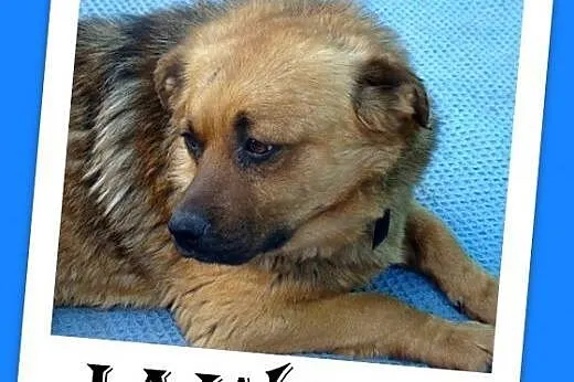 Średni,zrównoważony,grzeczny,czujny,pies Jawor Adopcja, śląskie Katowice