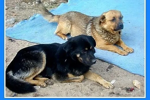 Średni,zrównoważony,grzeczny,czujny,pies Jawor Ado