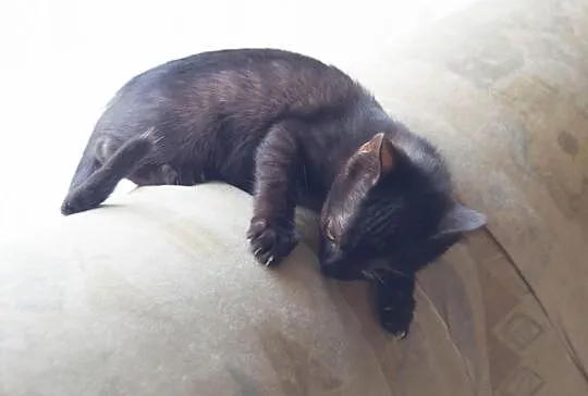 2 miesięczna kotka Miau szuka domu