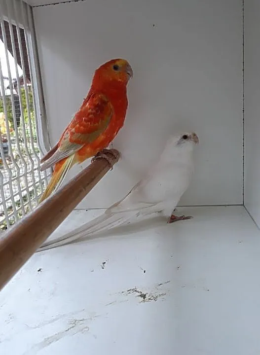 Papugi Świergoty orange Gdańsk, Pomorskie, Gdańsk