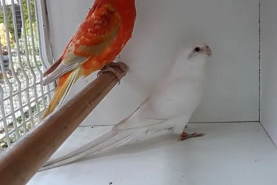 Papugi Świergoty orange Gdańsk, Pomorskie, Gdańsk