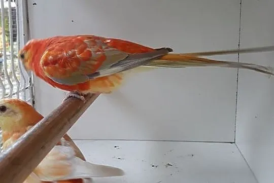 Papugi Świergoty orange Gdańsk, Pomorskie, Gdańsk