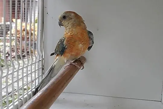 Papugi Świergoty orange Gdańsk, Pomorskie, Gdańsk