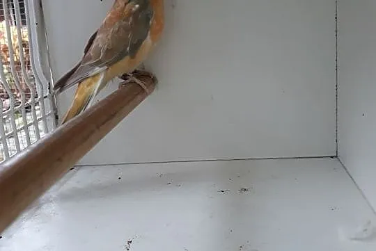 Papugi Świergoty orange Gdańsk, Pomorskie, Gdańsk
