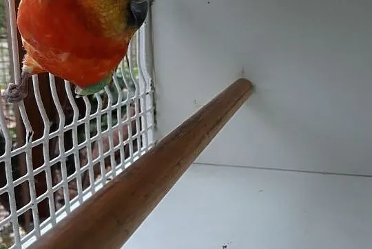 Papugi Świergoty orange Gdańsk, Pomorskie, Gdańsk