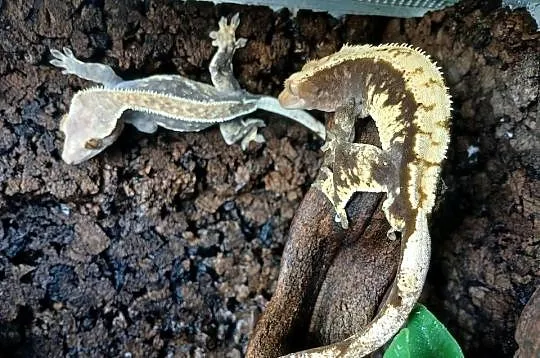 Gekon Orzęsiony - Parka z terrarium