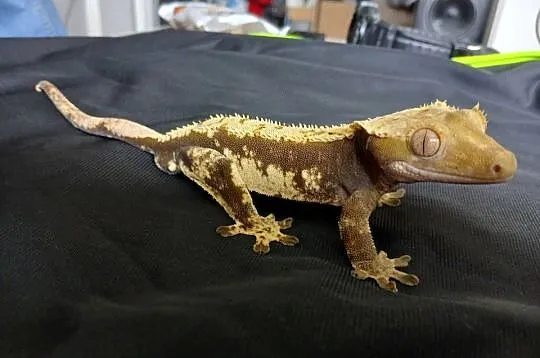 Gekon Orzęsiony - Parka z terrarium, Łódzkie, Głowno