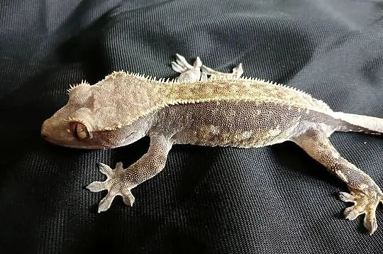 Gekon Orzęsiony - Parka z terrarium, Łódzkie, Głowno