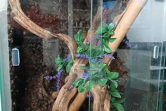 Gekon Orzęsiony - Parka z terrarium, Łódzkie, Głowno