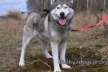 WITO- wesoły i łagodny pies husky do adopcji,  ślą