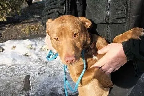 Amuś ma dopiero 11 m-cy i już w schronisku,  śląskie Katowice