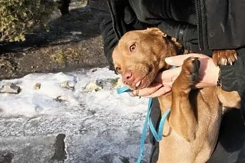 Amuś ma dopiero 11 m-cy i już w schronisku,  śląsk