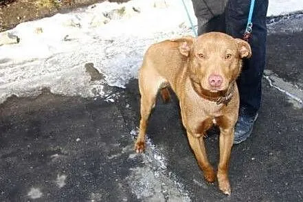Amuś ma dopiero 11 m-cy i już w schronisku,  śląsk