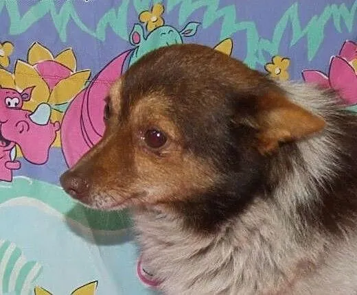 Mix cziłałki-piesk,adopcja!!, świętokrzyskie Kiel