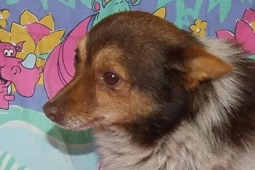 Mix cziłałki-piesk,adopcja!!,  świętokrzyskie Kiel
