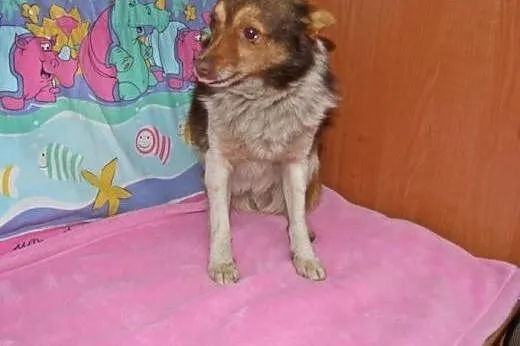 Mix cziłałki-piesk,adopcja!!,  świętokrzyskie Kiel