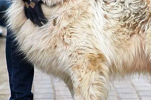 PASTEL duży, piękny, łagodny, spragniony przyjaźni