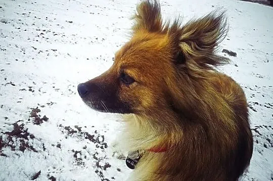 Księżniczka marzy o domku...