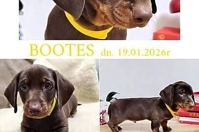 SAMIEC Jamnik krótkowłosy Czekoladowy podpalany BOOTES Kraków, Małopolskie, Kraków
