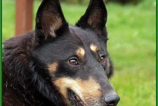 Młody i piękny Grik poleca sie do adopcji!