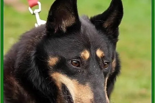 Młody i piękny Grik poleca sie do adopcji!
