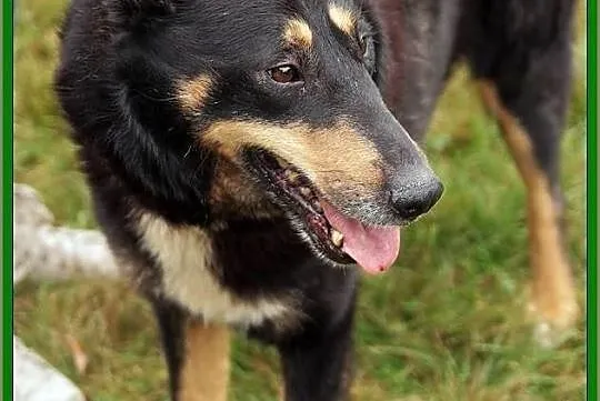 Młody i piękny Grik poleca sie do adopcji!