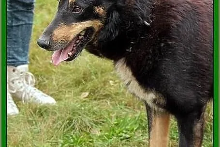 Młody i piękny Grik poleca sie do adopcji!