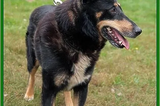 Młody i piękny Grik poleca sie do adopcji!
