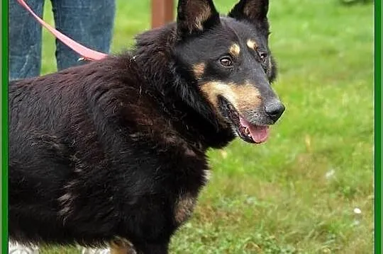 Młody i piękny Grik poleca sie do adopcji!