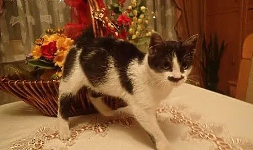 Pan Wąsik - przytulaśny kotek do adopcji FILMIK,