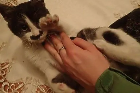 Pan Wąsik - przytulaśny kotek do adopcji FILMIK,  