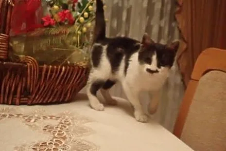Pan Wąsik - przytulaśny kotek do adopcji FILMIK,  