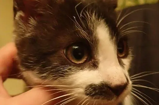 Pan Wąsik - przytulaśny kotek do adopcji FILMIK,  