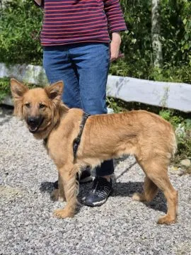 Bella - przepiękna złotowłosa panna szuka domu!  Bella to zaledwie 2 letnia suczka średniej wielkośc, , Warszawa