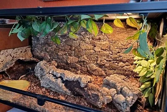 Terrarium Reptii Zoo (90×45) z wyposażeniem
