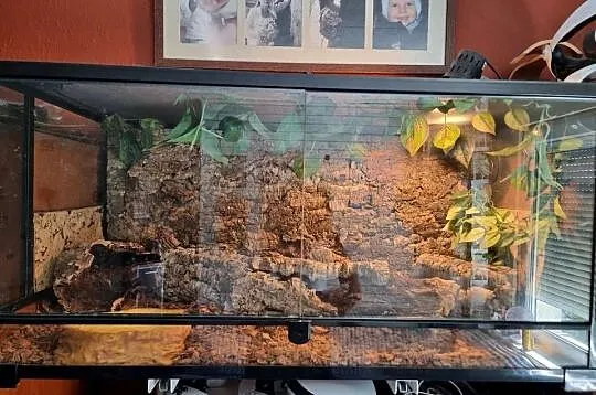 Terrarium Reptii Zoo (90×45) z wyposażeniem, Opolskie, Opole