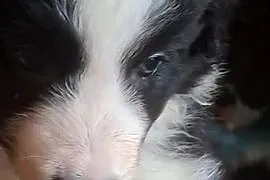 Piękny piesek border collie