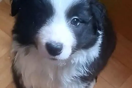 Piękny piesek border collie, Łódzkie, Łódź