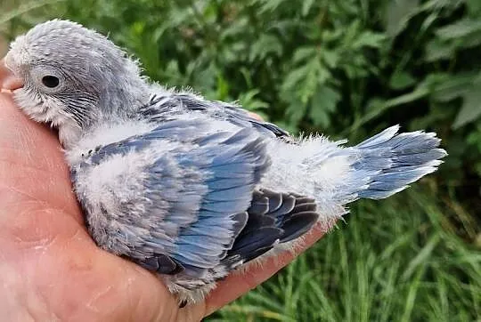 papużki do ręcznego karmienia łatwo się oswajają i można nauczyć je mówić, Dolnośląskie, Wrocław