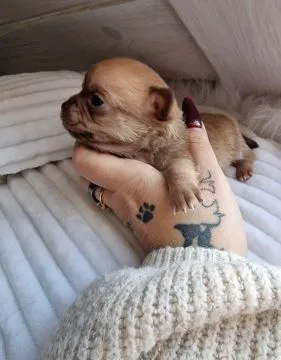 Cudowny piesek Chihuahua w kolorze brązowym o imieniu Dalwin, , Nowa Ruda