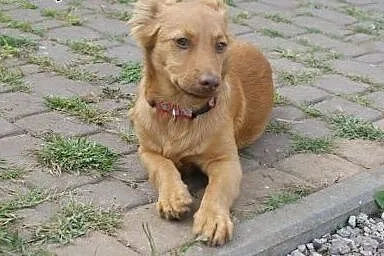 Rudy, rudy , rydz szuka domu na jaki zasługuje!,  mazowieckie Warszawa