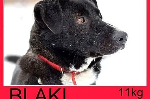 11kg,rodzinny,łagodny,wesoły piesek BLAKI na krótkich łapkach.Adopcja,  dolnośląskie Wrocław