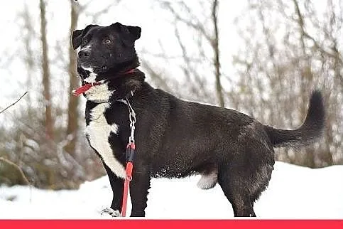 11kg,rodzinny,łagodny,wesoły piesek BLAKI na krótk