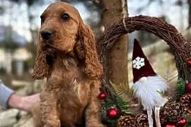 Cocker Spaniel Angielski piesek złoty z rodowodem wielopokoleniowym