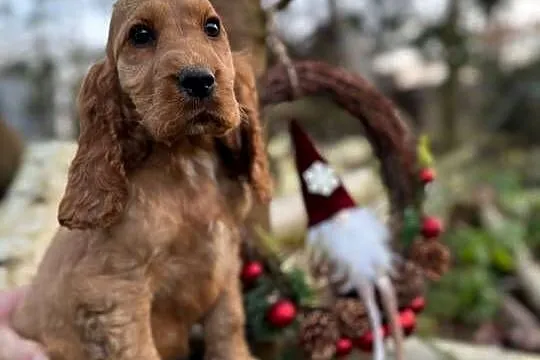 Cocker Spaniel Angielski piesek złoty z rodowodem wielopokoleniowym, Małopolskie, Zakopane
