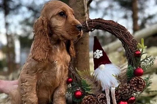 Cocker Spaniel Angielski piesek złoty z rodowodem wielopokoleniowym, Małopolskie, Zakopane