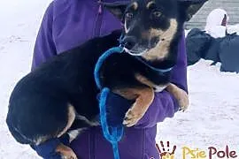 SZELFISIA-malutka, spokojna, cicha grzeczna sunia szuka domu, adopcja