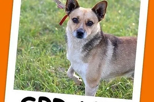 Mały 8 kg, spokojny,przyjacielski,towarzyski rudy psiak SPRAJT.Adopcja,  małopolskie Kraków