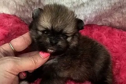 Szpic Miniaturowy/Pomeranian Orange Sable sunia PASZPORT!