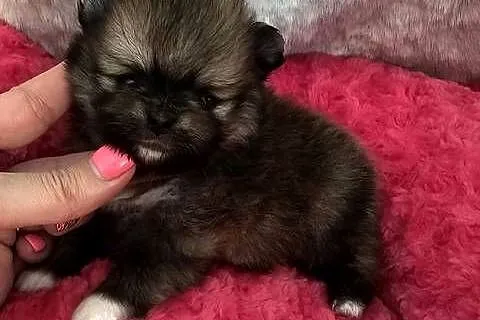 Szpic Miniaturowy/Pomeranian Orange Sable sunia PASZPORT!, Łódzkie, Sędziejowice